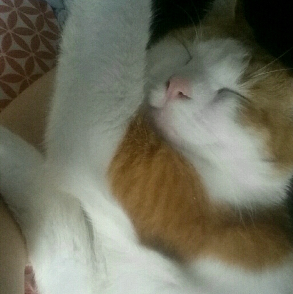 Meet your Posher, Cassie